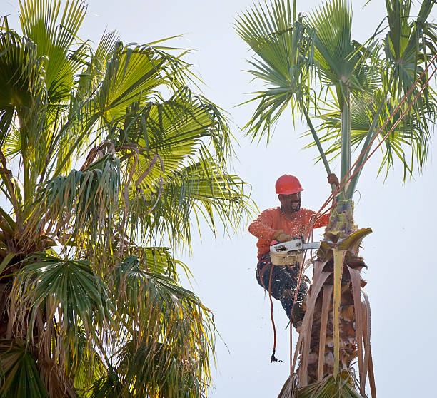 Best Tree Removal Near Me  in Belfair, WA